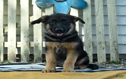German Shepherd dogs for sale: Meadow - Image 5