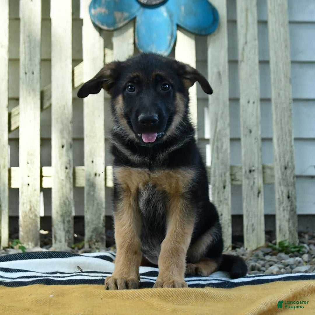 German Shepherd dogs for sale: Meadow - Image 5