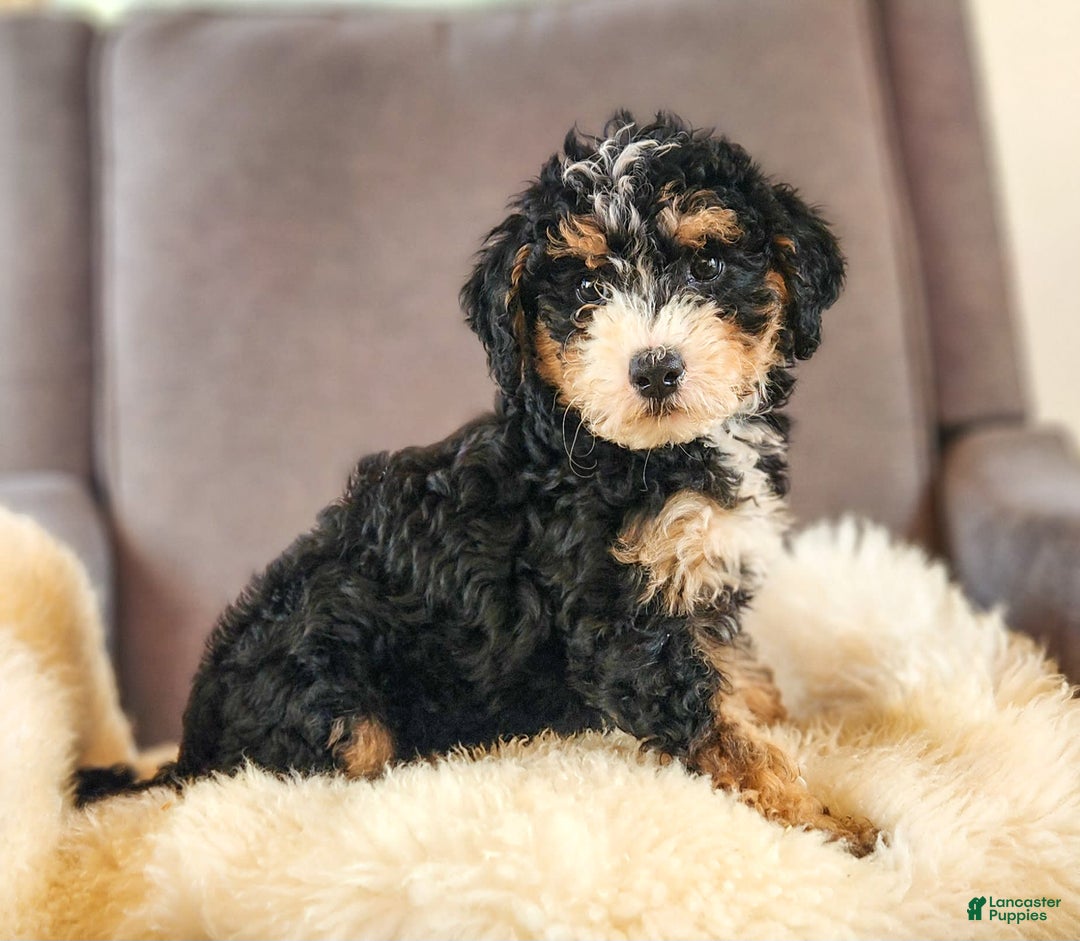 Mini Bernedoodle dogs for sale: Courtney - Image 5