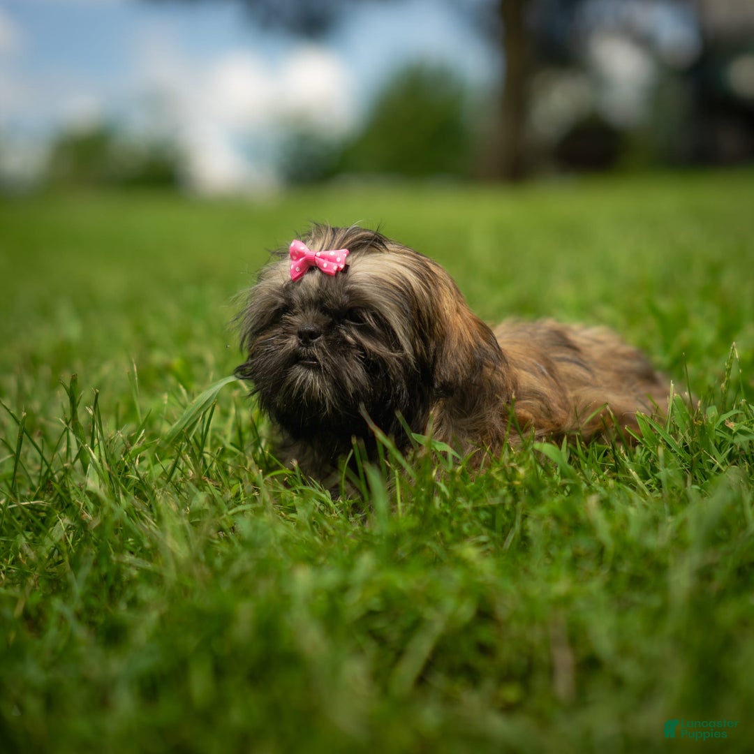 Shih Tzu dogs for sale: Arwen - Image 15