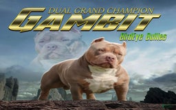 American Bully dogs for sale: Rogue - Image 3