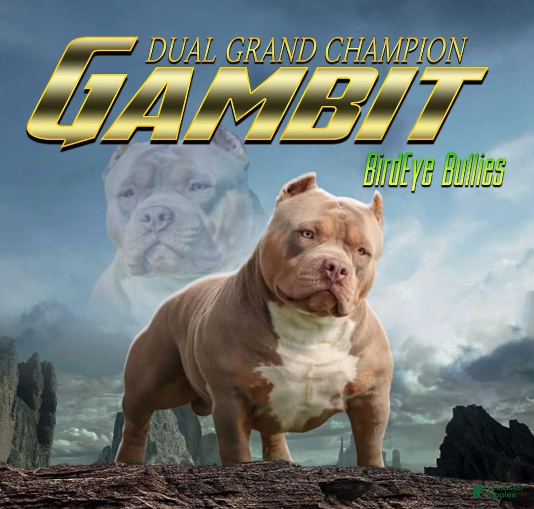 American Bully dogs for sale: Rogue - Image 3