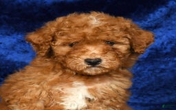 Mini Goldendoodle dogs for sale: Dawson - Image 7