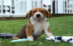 Beagle dogs for sale: Cooper - Image 7