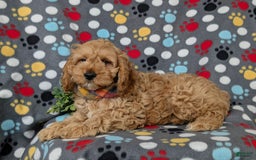 Cockapoo dogs for sale: Croydon - Image 3