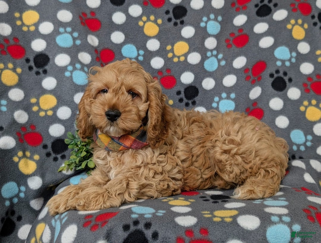 Cockapoo dogs for sale: Croydon - Image 3