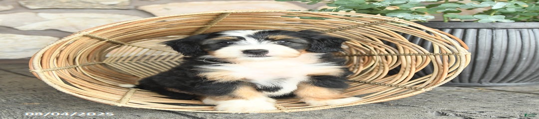 Greg