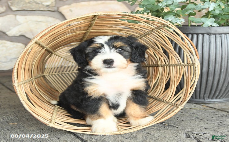 Mini Bernedoodle dogs for sale - Ad 5