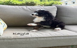 Bernedoodle dogs for sale: Kayla - Image 4