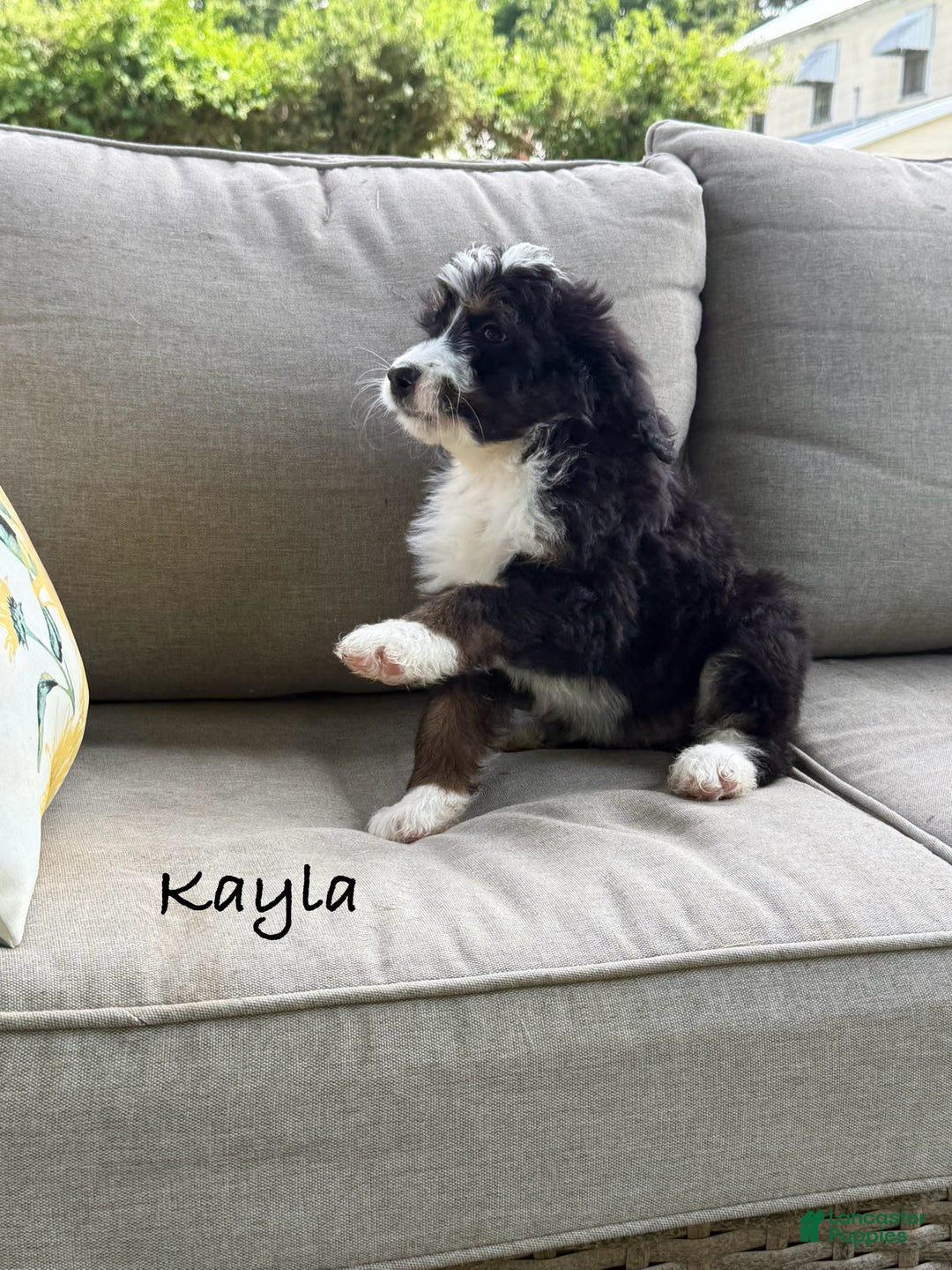 Bernedoodle dogs for sale: Kayla - Image 4