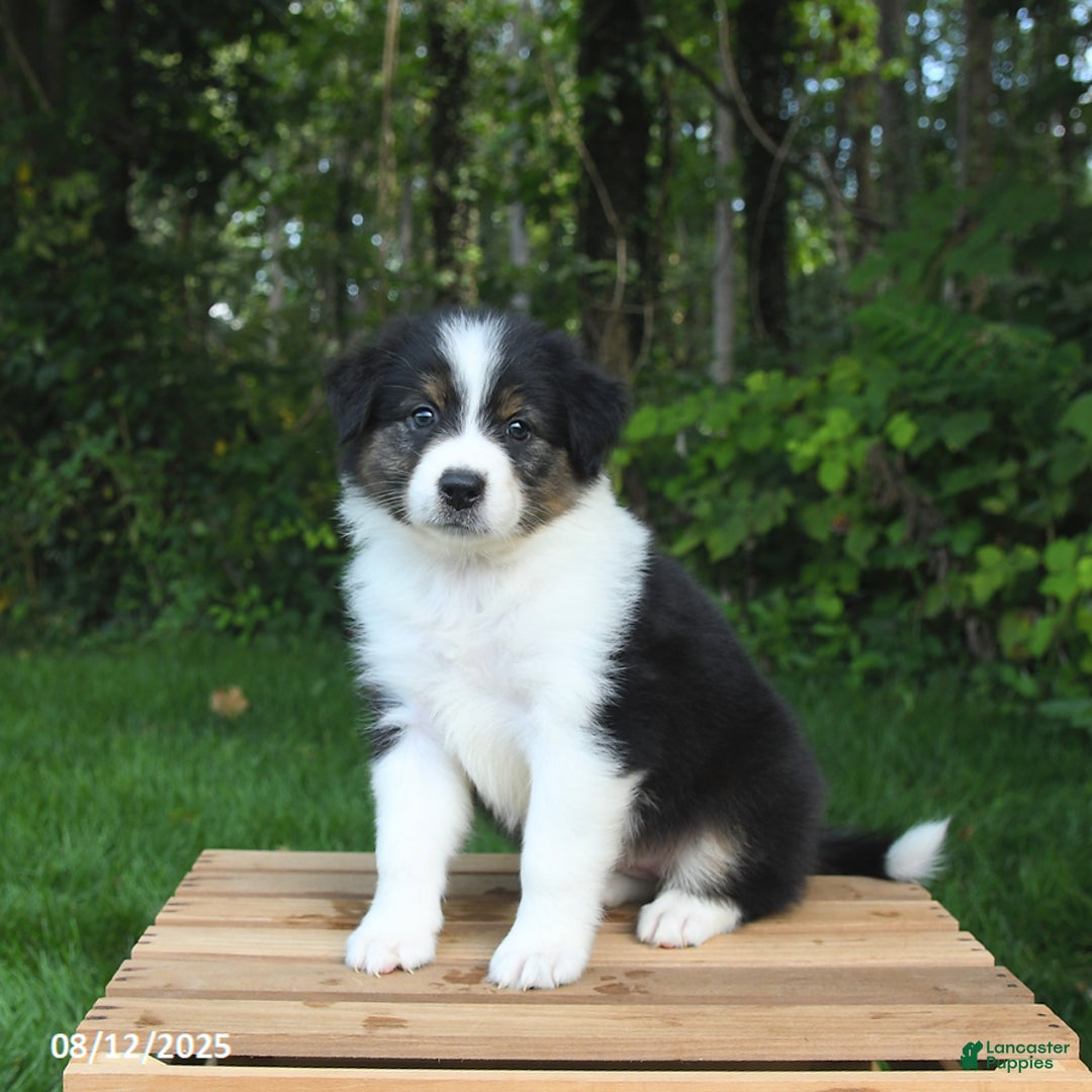 Australian Shepherd dogs for sale: Alivia - Image 4