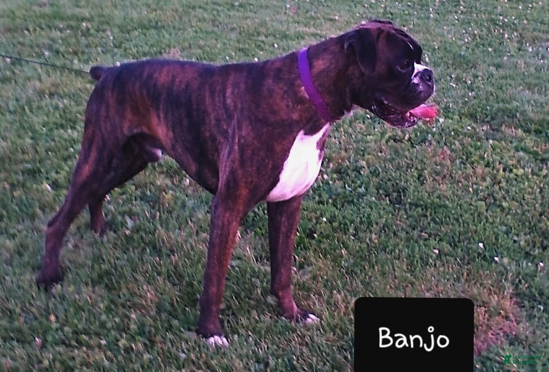 Boxer dogs for sale: Ozzy - Image 5