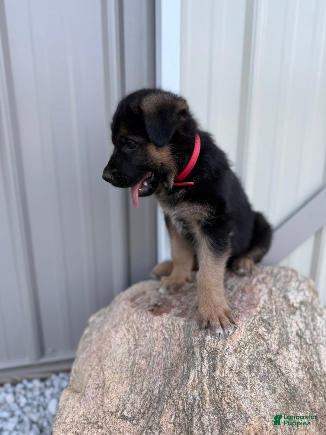 German Shepherd dogs for sale: Red - Image 9