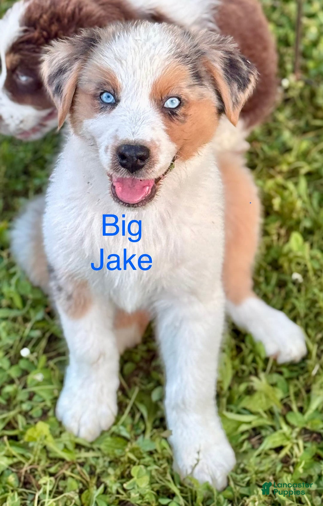 Australian Shepherd dogs for sale: Big Jake - Image 3