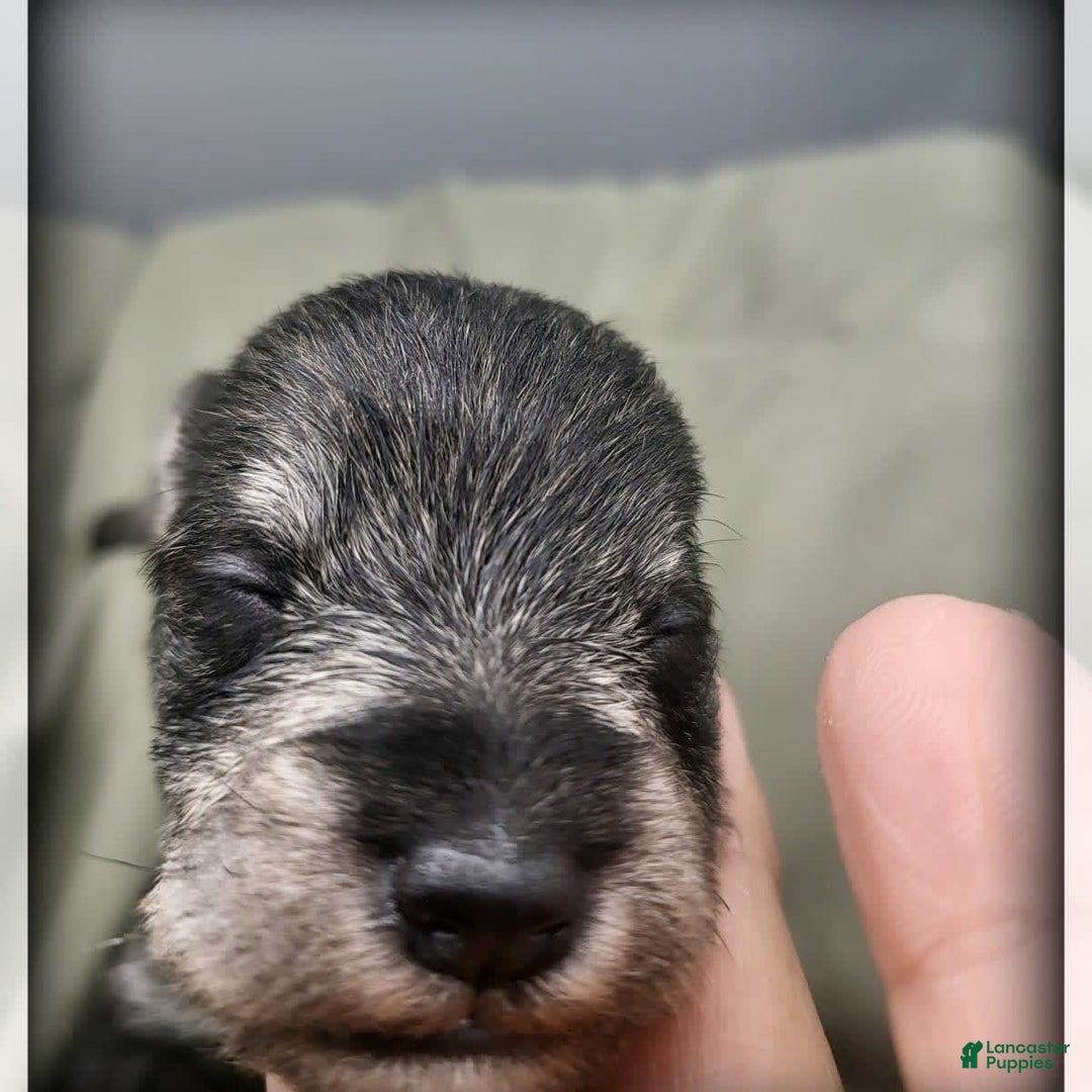 Miniature Schnauzer dogs for sale: Basil - Image 8