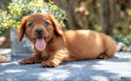 Miniature Dachshund dogs for sale: Marshall - Image 1