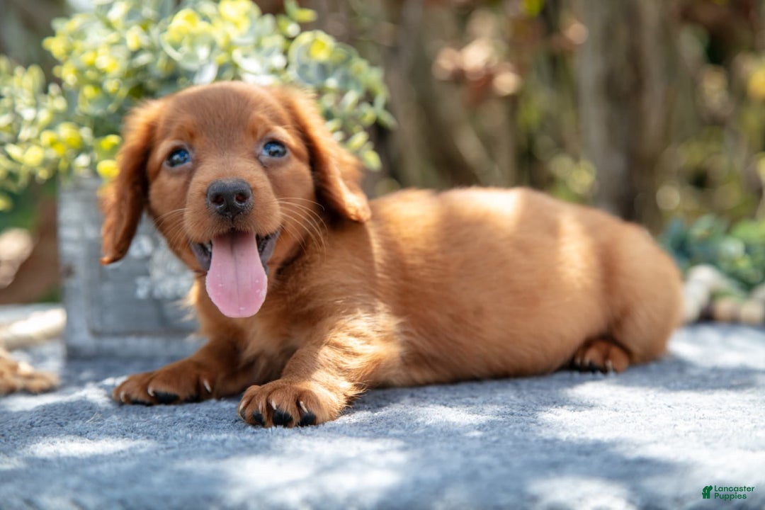 Miniature Dachshund dogs for sale: Marshall - Image 1