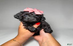Toy Poodle dogs for sale: Tiny Cashmere - Image 2