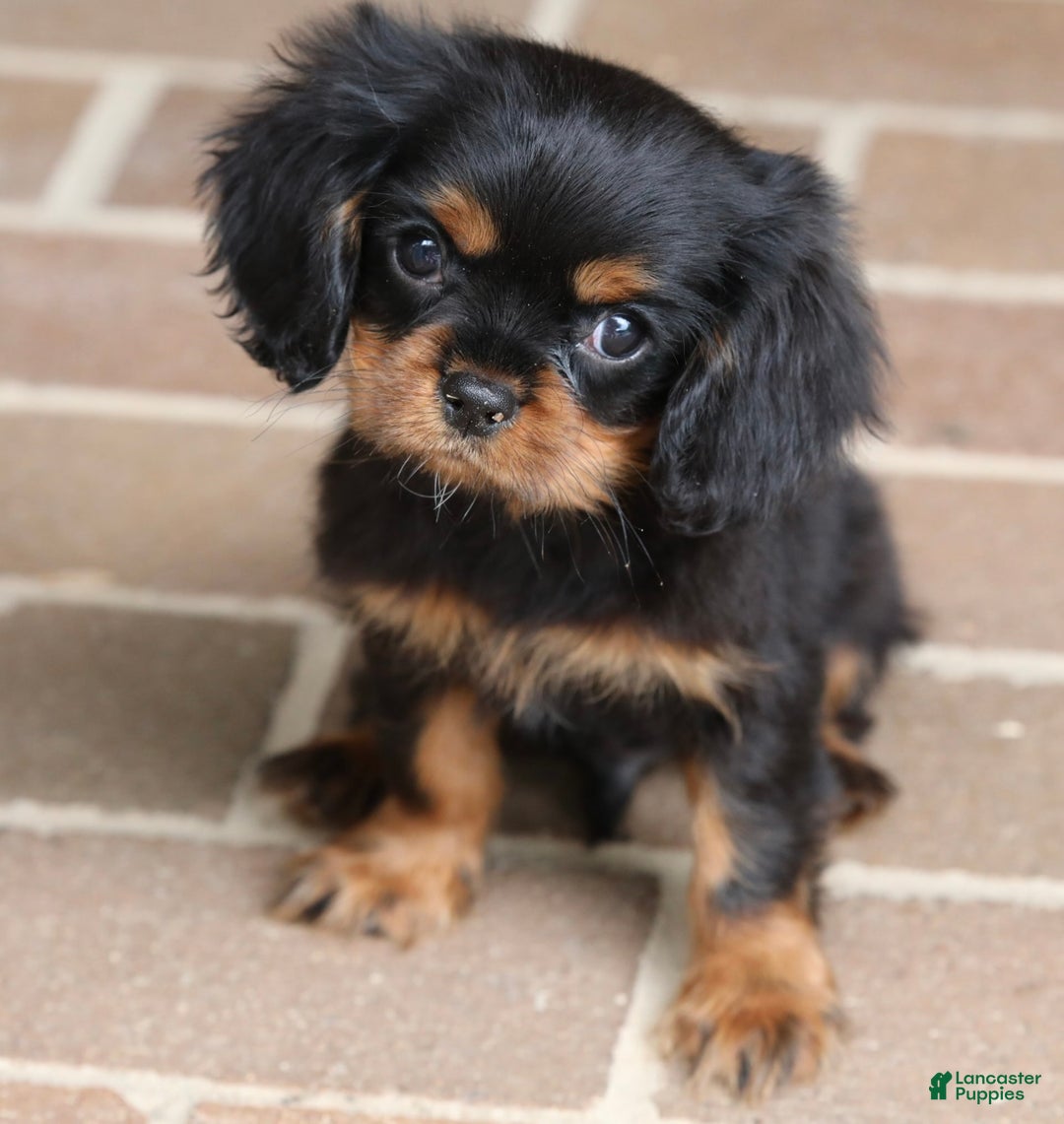Cavalier King Charles Spaniel dogs for sale: Bentley - Image 4