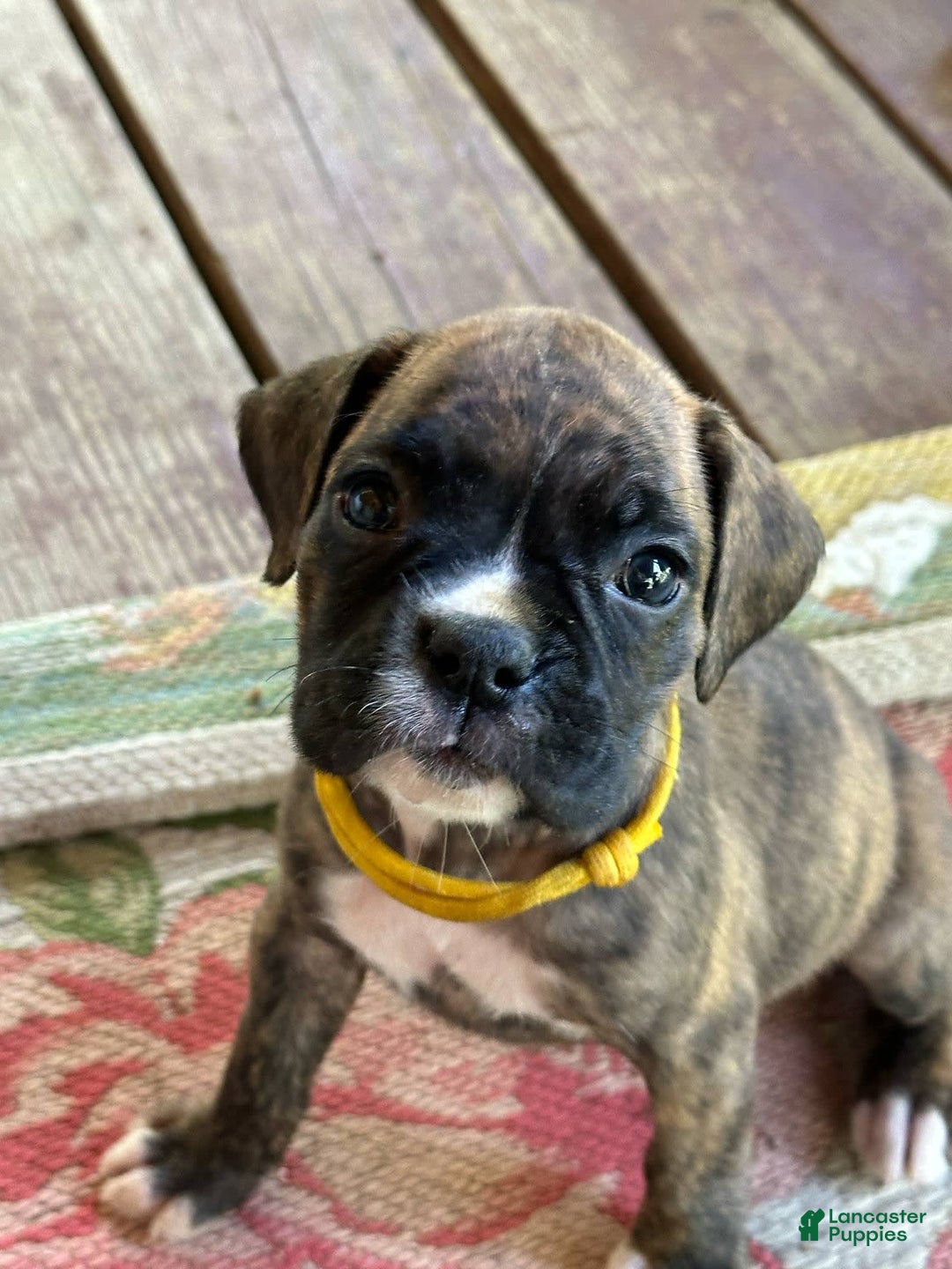 Boxer dogs for sale: Patty Cake - Image 3