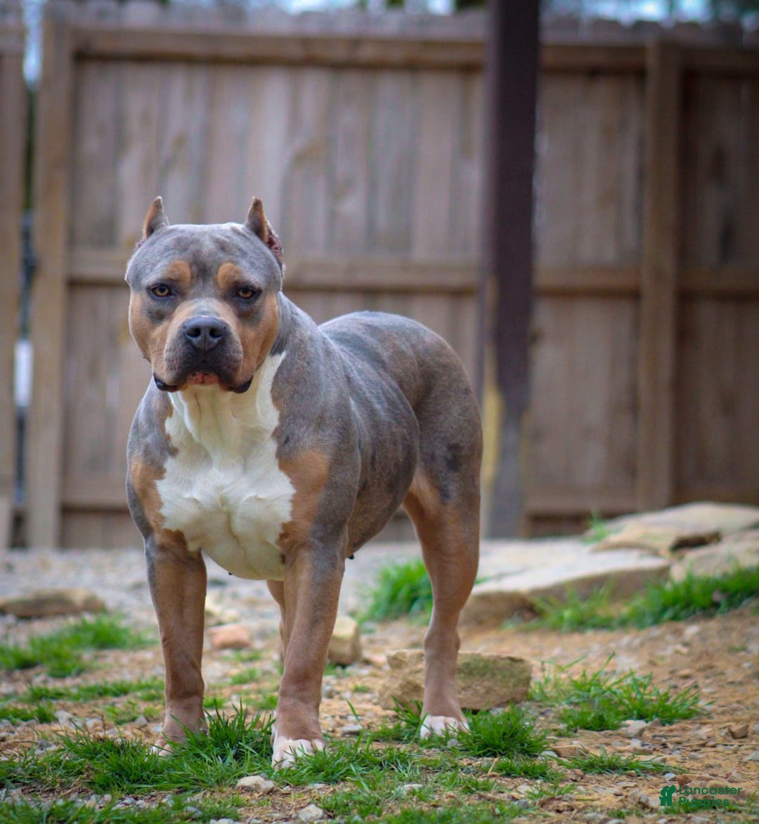 American Bully dogs for sale: Red Collar - Image 5