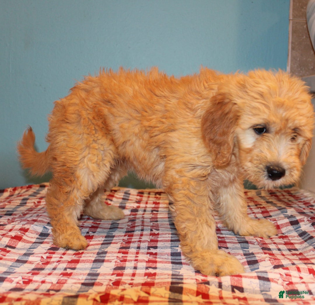  dogs for sale: Mini Goldendoodle 5 puppies - Image 16