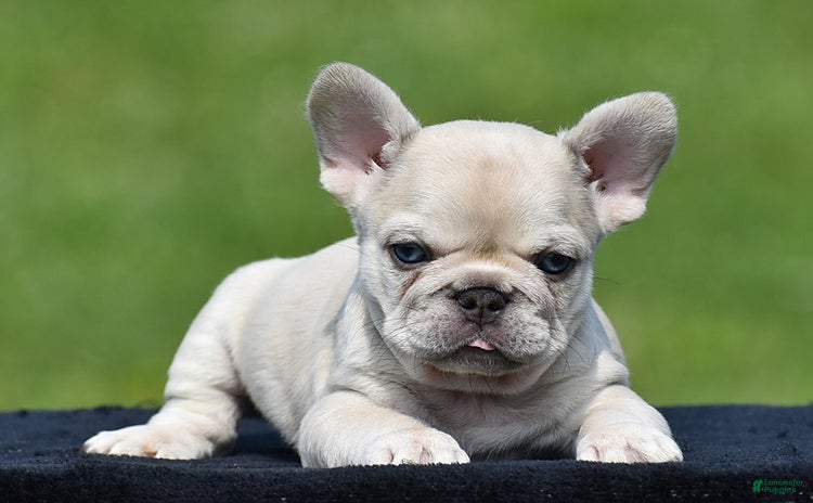 French Bulldog dogs for sale - Ad 1