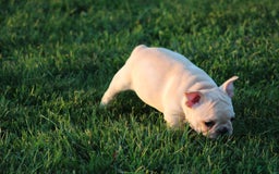 French Bulldog dogs for sale: Lincoln - Image 17
