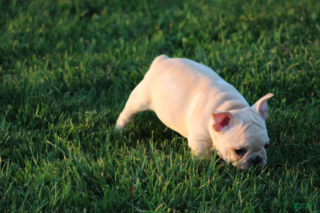French Bulldog dogs for sale: Lincoln - Image 17