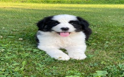 Australian Shepherd dogs for sale: Zena H3 - Image 6