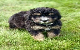Mini Bernedoodle dogs for sale: Reno - Image 3