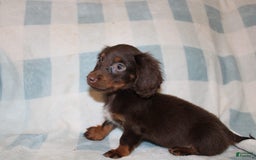 Dachshund dogs for sale: Austin Mini - Image 15