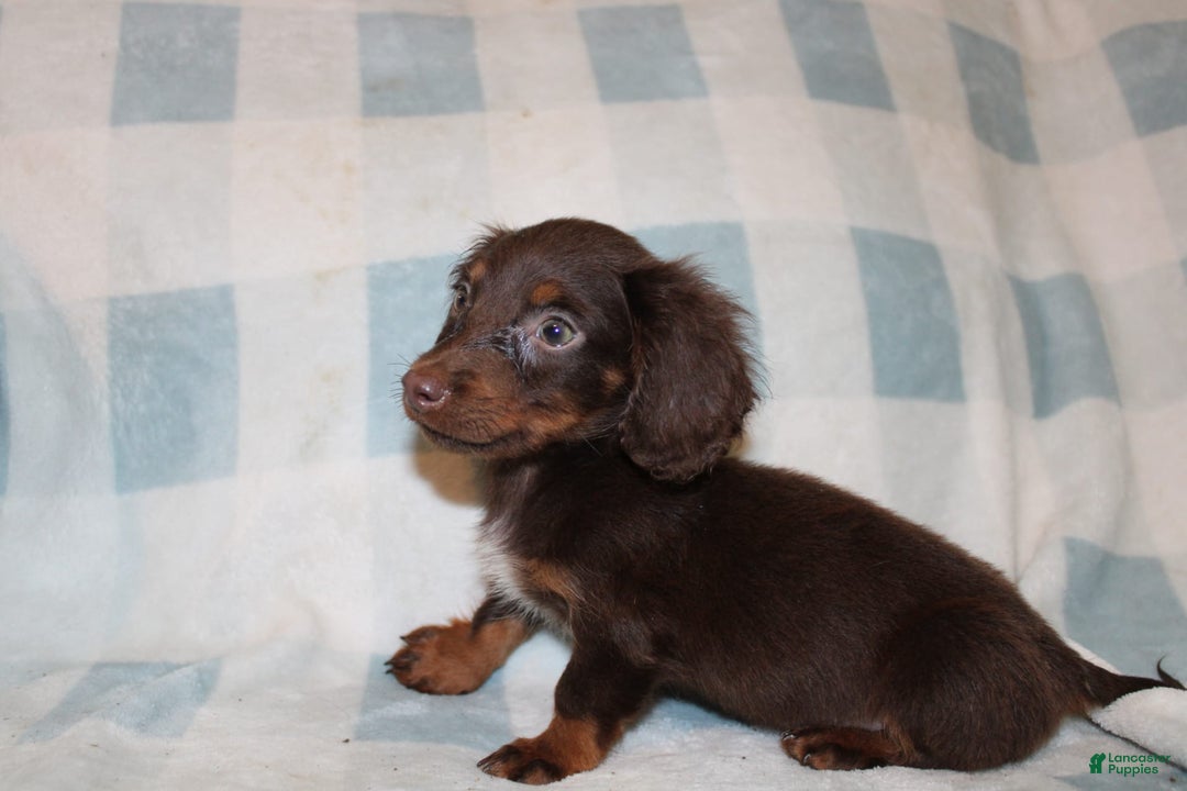 Dachshund dogs for sale: Austin Mini - Image 15