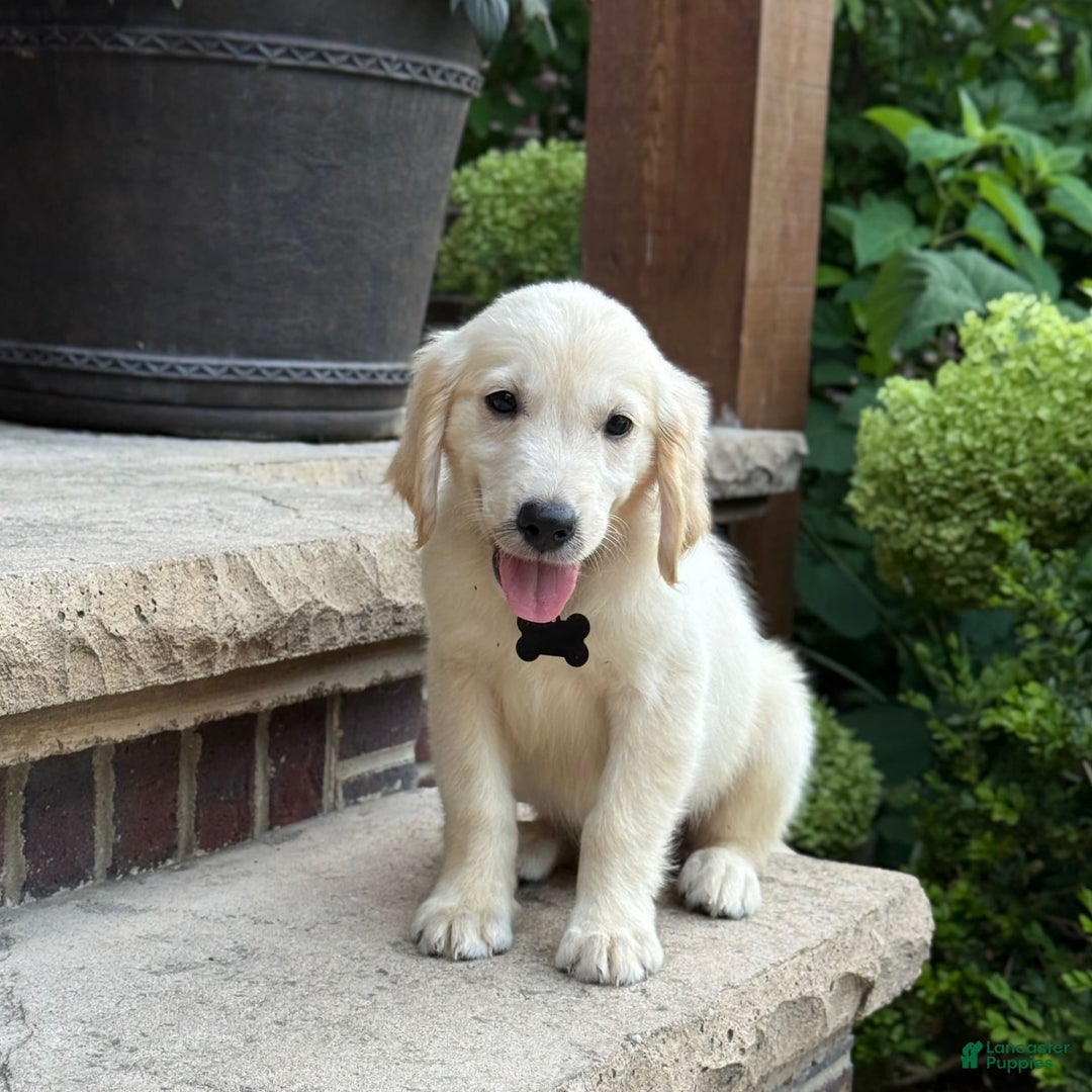Golden Retriever dogs for sale: Archie - Image 6