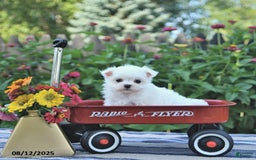 Maltese dogs for sale: Bobby Extra Small - Image 4