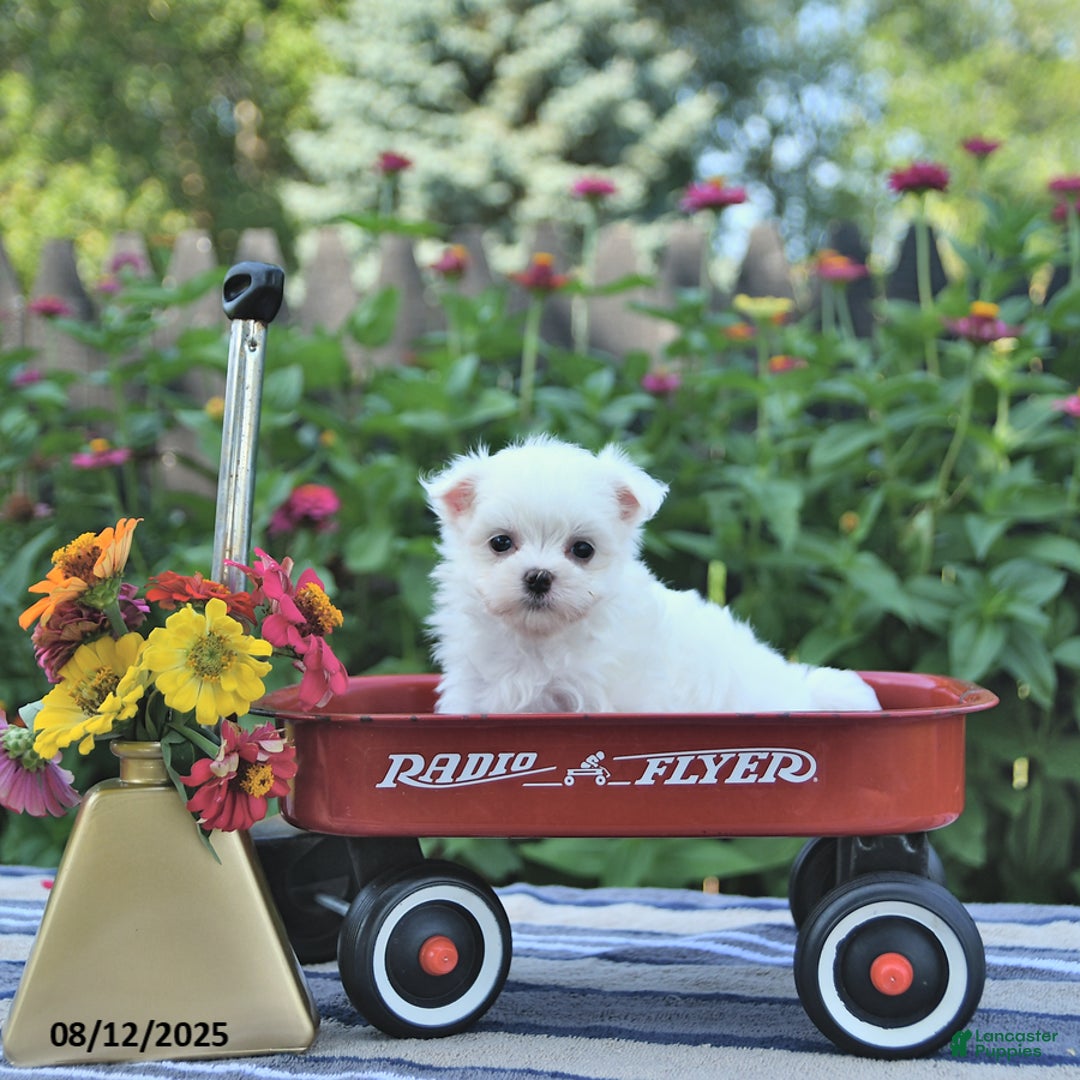 Maltese dogs for sale: Bobby Extra Small - Image 4