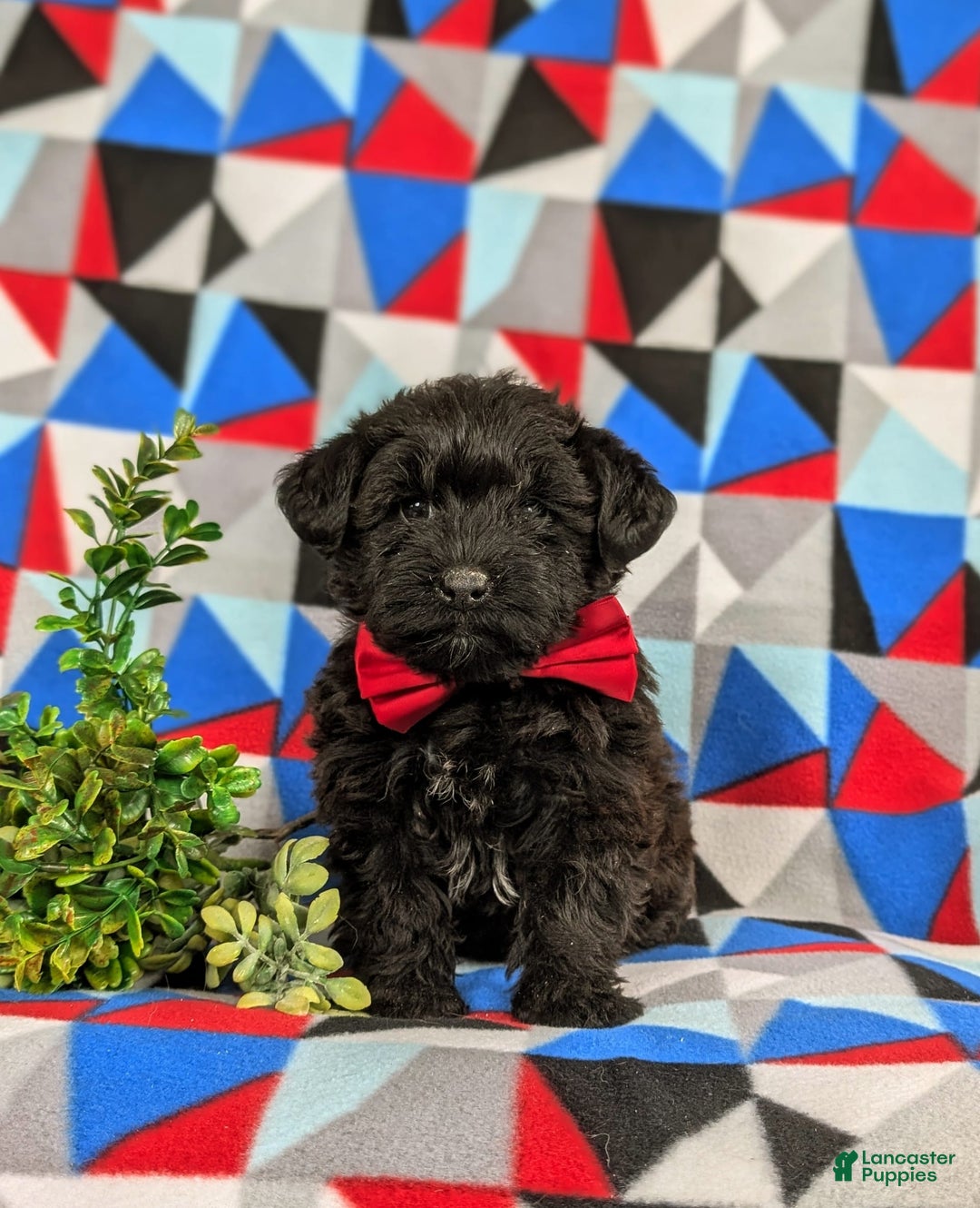 Yorkiepoo dogs for sale: Willoughby - Image 5