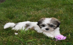 Teddy Bear dogs for sale: Ben - Image 1