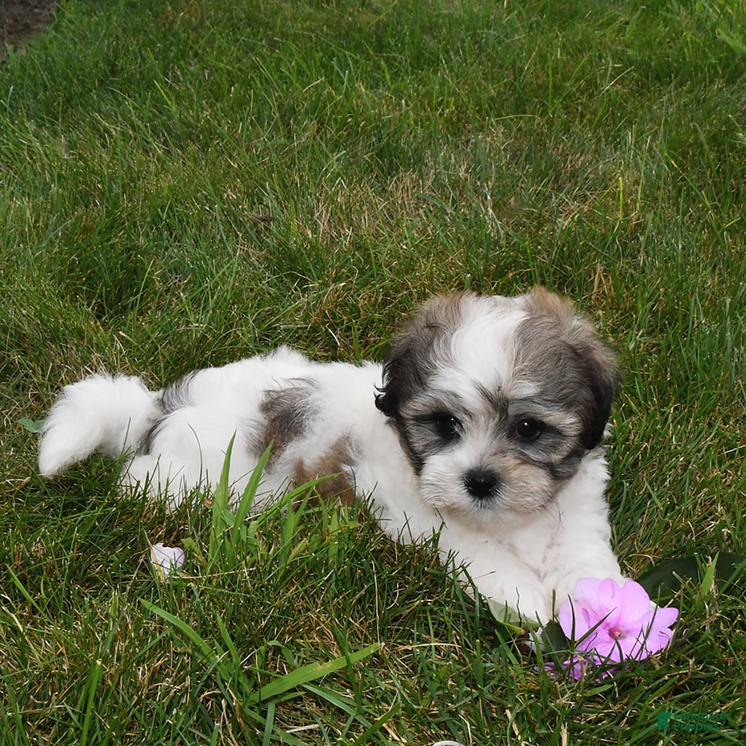 Teddy Bear dogs for sale: Ben - Image 1
