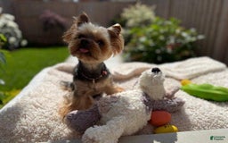 Yorkshire Terrier dogs for sale: Princess - Image 6