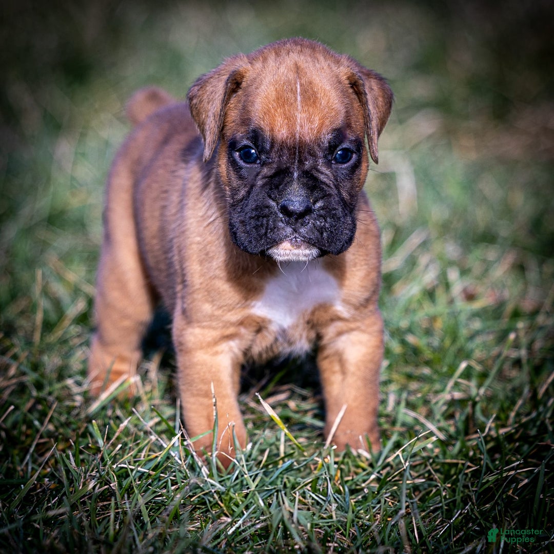 Boxer dogs for sale: Bear - Image 14
