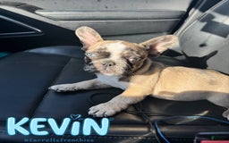 French Bulldog dogs for sale: Kevin - Image 3