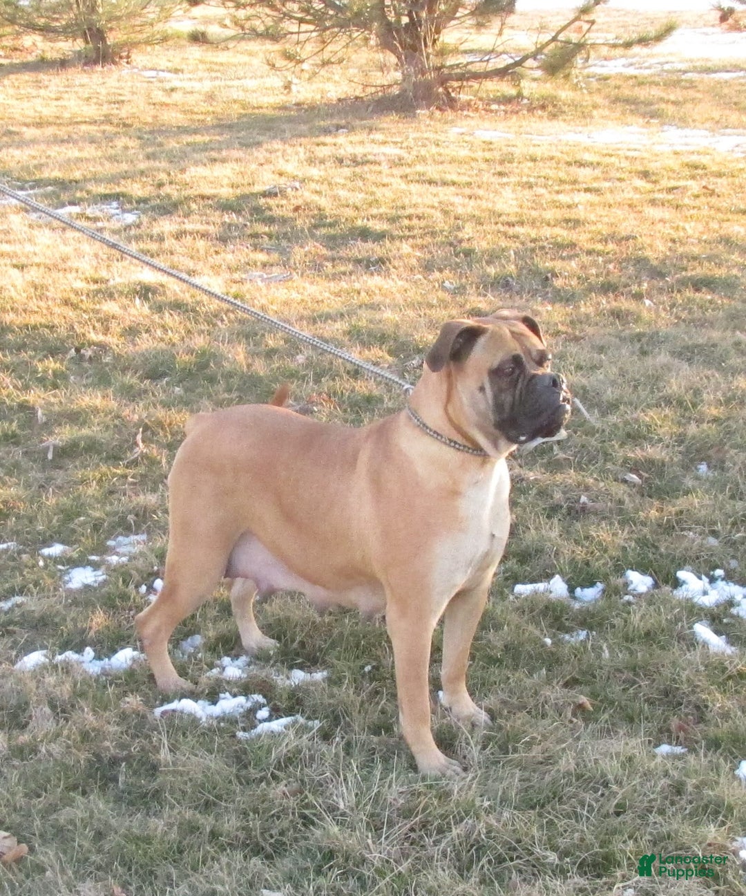 Bullmastiff dogs for sale: Lily - Image 1