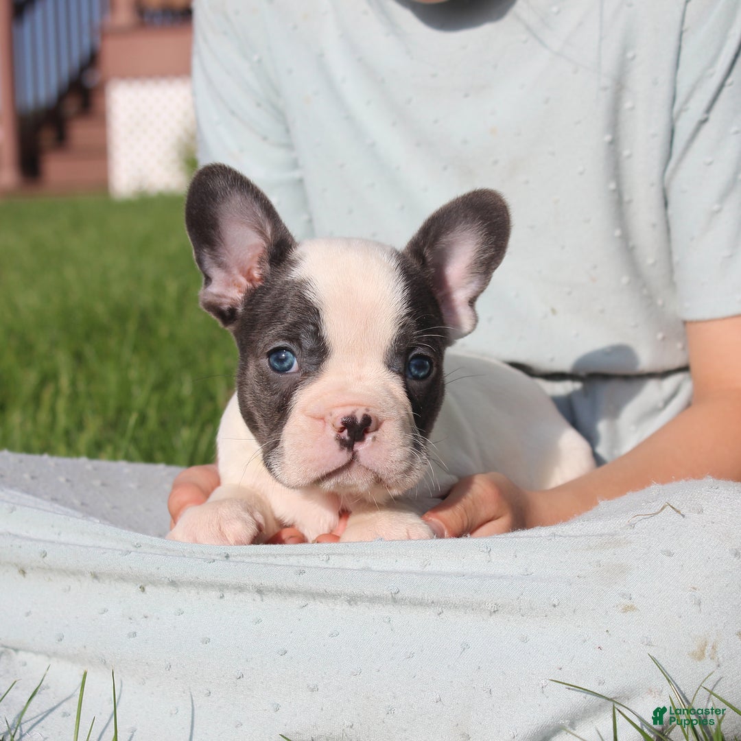 French Bulldog dogs for sale: Stiles - Image 11
