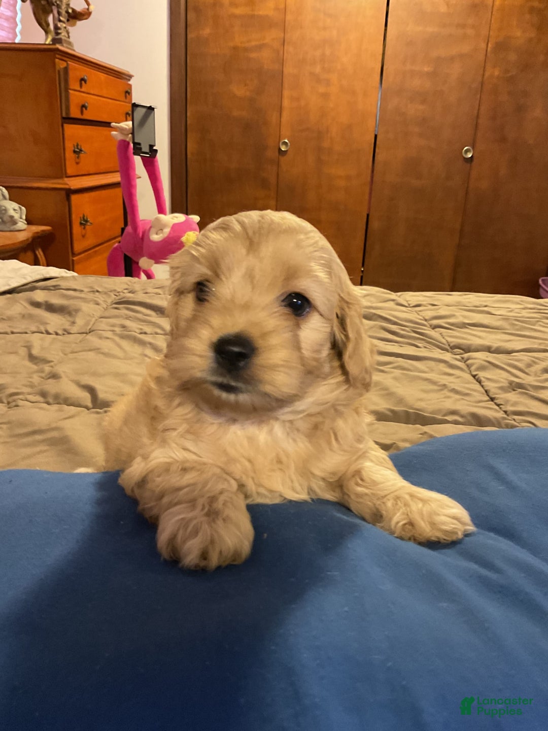 Cockapoo dogs for sale: Clyde - Image 5