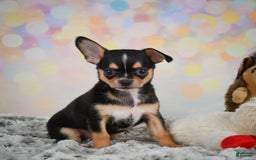 Chihuahua dogs for sale: Truman - Image 7