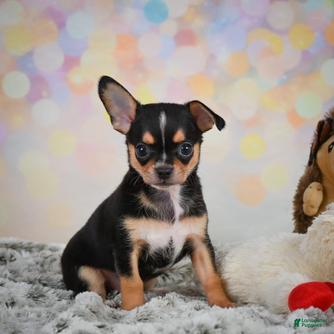 Chihuahua dogs for sale: Truman - Image 7