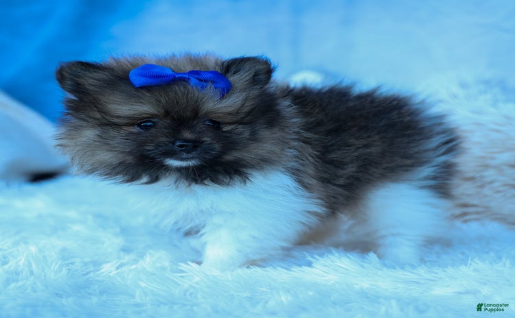 Pomeranian dogs for sale - Ad 1