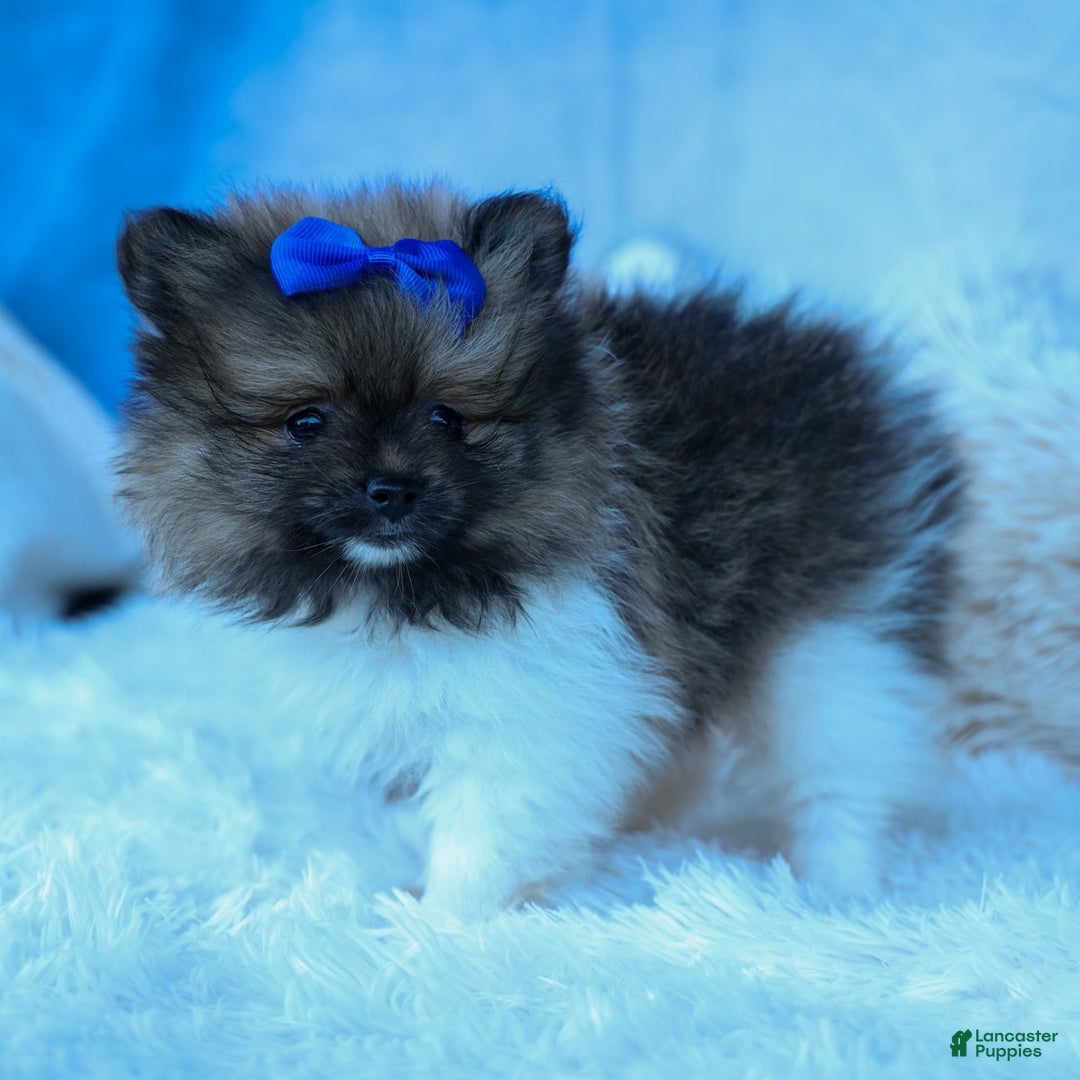 Pomeranian dogs for sale: Bobby - Image 1