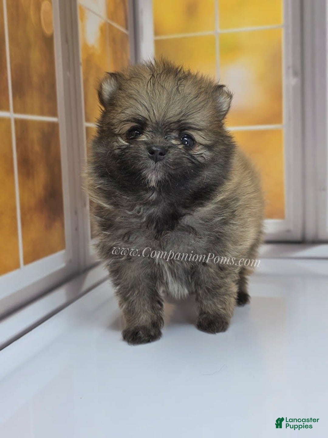 Pomeranian dogs for sale: Teddy Bear Champion Lines - Image 5